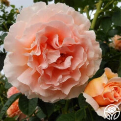 Polka® -Heirloom Roses polka 2 4