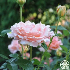 Polka® -Heirloom Roses polka 3 5