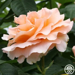 Polka® -Heirloom Roses polka 4 2