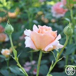 Polka® -Heirloom Roses polka 6 5