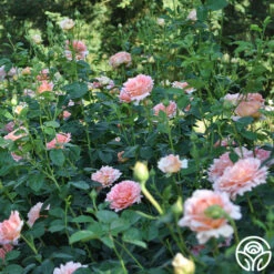 Polka® -Heirloom Roses polka 8 5