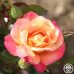 Polynesian Punch™ 26 Polynesian Punch™ -Heirloom Roses polynesian punch 5