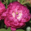 Pompon De Bourgogne -Heirloom Roses pompon de bourgogne 1 1 1