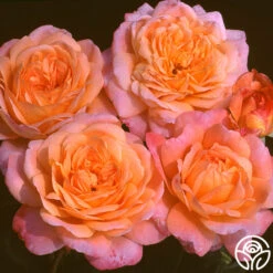 Portlandia™ -Heirloom Roses portlandia 5