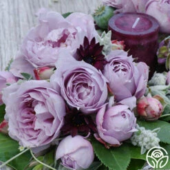 Poseidon™ -Heirloom Roses poseidon 1 8