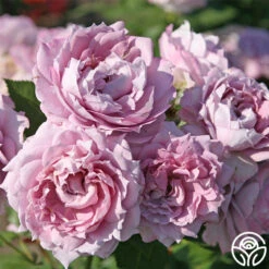 Poseidon™ -Heirloom Roses poseidon 2 9