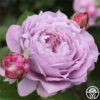 Poseidon™ 1 Poseidon™ -Heirloom Roses poseidon 3 9