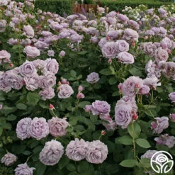 Poseidon™ -Heirloom Roses poseidon 4