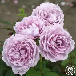 Poseidon™ -Heirloom Roses poseidon 5