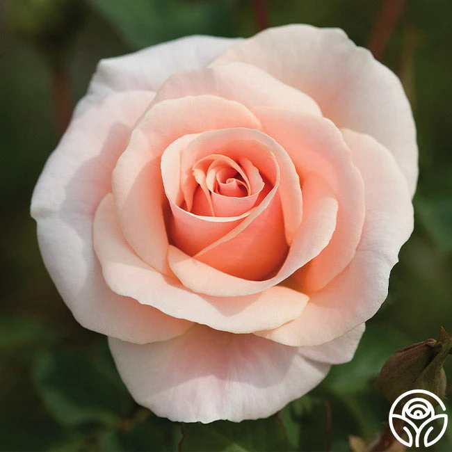 Pretty Lady® 3 Pretty Lady®