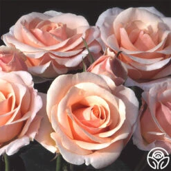 New Release -Heirloom Roses pretty lady 2 8