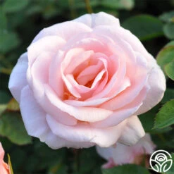 Pretty Lady® 8 Pretty Lady® -Heirloom Roses pretty lady 3 8