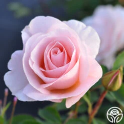 Pretty Lady® 9 Pretty Lady® -Heirloom Roses pretty lady 4 1 1