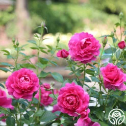 Pretty Lady Rose™ 14 Pretty Lady Rose™ -Heirloom Roses pretty lady rose 2