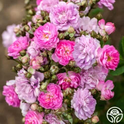 Pretty Polly® Lavender