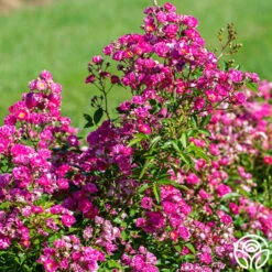 Pretty Polly® Pink -Heirloom Roses pretty polly pink 4