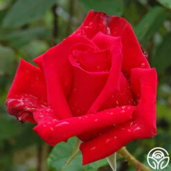 Pride Of England™ -Heirloom Roses pride of england 2 1