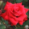 Pride Of England™ -Heirloom Roses pride of england 3 1