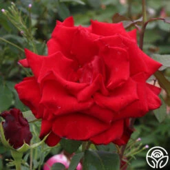 Pride Of England™ -Heirloom Roses pride of england 5