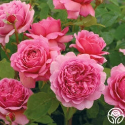 Princess Alexandra Of Kent