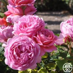 Princess Alexandra Of Kent -Heirloom Roses princess alexandra of kent logo 03