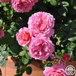 Princess Alexandra Of Kent -Heirloom Roses princess alexandra of kent logo 04