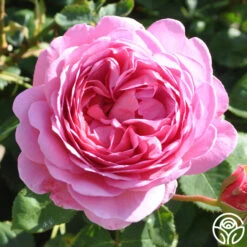 Princess Alexandra Of Kent -Heirloom Roses princess alexandra of kent logo 05