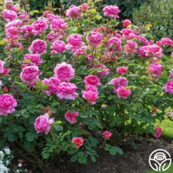 Princess Alexandra Of Kent -Heirloom Roses princess alexandra of kent logo 06