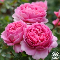 Princess Alexandra Of Kent -Heirloom Roses princess alexandra of kent logo 07