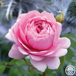 Princess Alexandra Of Kent -Heirloom Roses princess alexandra of kent logo 08