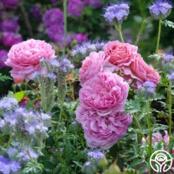 Princess Alexandra Of Kent -Heirloom Roses princess alexandra of kent logo 09