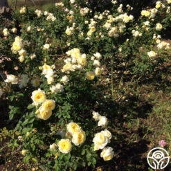 New Release -Heirloom Roses princess buttercup 1