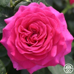 Princess Elise™ -Heirloom Roses princess elise 1