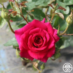 Princess Elise™ -Heirloom Roses princess elise 2