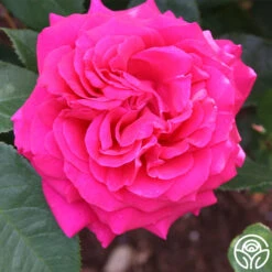 Princess Elise™ -Heirloom Roses princess elise 5