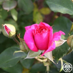 Princess Elise™ -Heirloom Roses princess elise 67