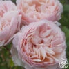 Princesse Charlene De Monaco® 2 Princesse Charlene De Monaco® -Heirloom Roses princesse charlene de monaco 1