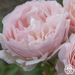 Princesse Charlene De Monaco® 19 Princesse Charlene De Monaco® -Heirloom Roses princesse charlene de monaco 3