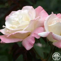 Pristine®™ -Heirloom Roses pristine 2 8