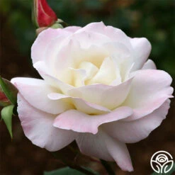 Pristine®™ -Heirloom Roses pristine 3 8