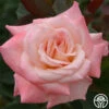 Pristine®™ 2 Pristine®™ -Heirloom Roses pristine 4 8