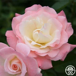Pristine®™ -Heirloom Roses pristine 5 8