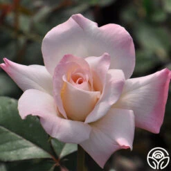 Pristine®™ -Heirloom Roses pristine 6