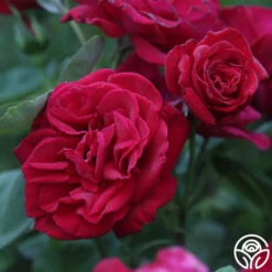 Proud Land® -Heirloom Roses proud land 13