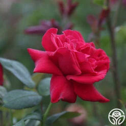 Proud Land® -Heirloom Roses proud land 14