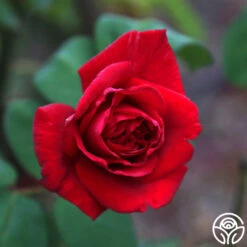 Proud Land® -Heirloom Roses proud land 15