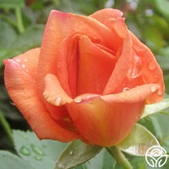 Pumpkin Patch™ -Heirloom Roses pumpkin patch 4 1