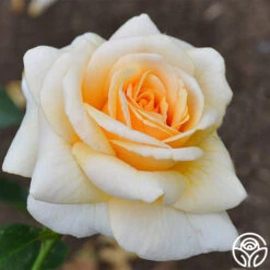 Pure Gold™ -Heirloom Roses pure gold 2
