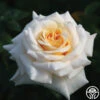 Pure Gold™ -Heirloom Roses pure gold 3 4