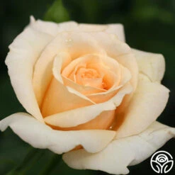 Pure Gold™ -Heirloom Roses pure gold 43